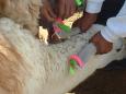 Llama gets its ears pierced with decorative ribbons