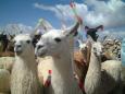 Happy llamas enjoying their fiesta!