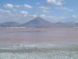 Pink flamingos at the red lake Laguna Colorada