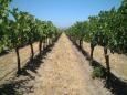Vines in the hot sun at Concha Y Toro winery