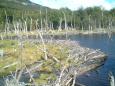 A huge beaver dam in Tierra del Fuego N.P.