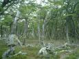 Trees tormented by fierce winds in Patagonian forest