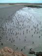 Magellanic penguin colony at Punta Tombo