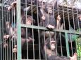 Chimps at the Tacugama Chimp Sanctuary