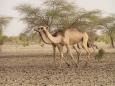 Camels were regular travel companions