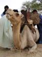 Preparing the camels for the trip into the Sahara