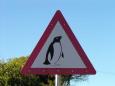 Penguin Crossing at Simon's Town penguin colony