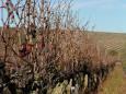 Winter vines at Stellenbosch