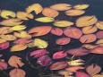 Aquatic plants around Jacana Camp