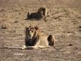 Two old male lions guard their territory