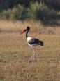 Saddle-billed stork