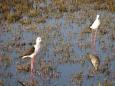 Black winged stilt