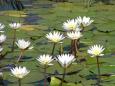 Water lilies en route to Tubu Tree Camp