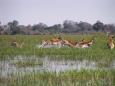 Red lechwe