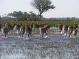 Red lechwe