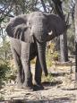 An African elephant warns us off
