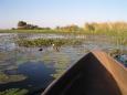 Exploring the wetlands in a mokoro