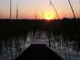 Mokoro through the reeds at sunset