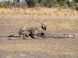 Vultures pick at a giraffe carcass