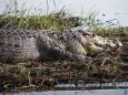 Nile crocodile