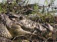 Nile crocodile