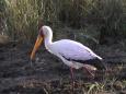 Yellow-billed stork