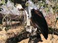 African fish eagle