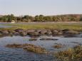 Napping hippos