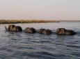 A family of African elephants cross a deep river