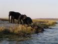 Elephants crossing the river