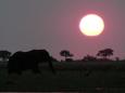 Elephant sunset