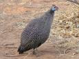 Helmeted guineafowl