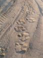 Following fresh hippo tracks