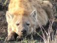 A spotted hyaena naps after gorging itself on a kill