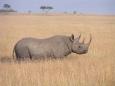 The rare black rhinoceros