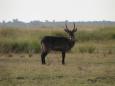 Waterbuck