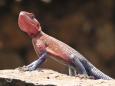 Agama lizard