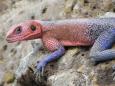 Agama lizard