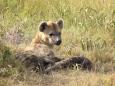 Spotted hyaena mother nursing her cubs