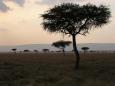 African Baranite trees