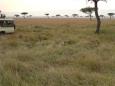 We encounter a family of cheetah in the grass