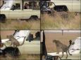 A juvenile cheetah is curious and jumps onto a jeep