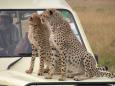 Cheetahs preening on 4WD