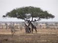 Giraffe, African umbrella thorn (acacia) tree, and baboon