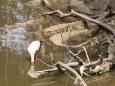A Yellow-billed tempts fate in crocodile infested waters