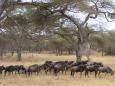 Herd of wildebeest (gnu) on the Great Migration to the Masai Mara