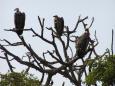 Patient vultures