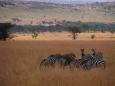 Burchell's zebra