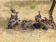 Vultures feast on the carcass of a baby zebra