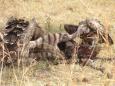 Vultures feast on the carcass of a baby zebra